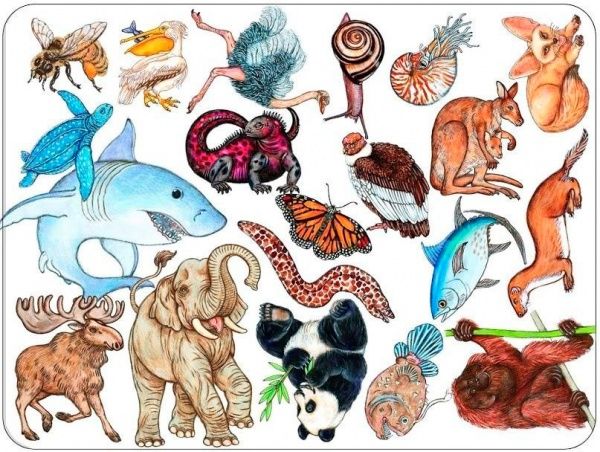 Игра настольная Djeco Занималка DJ05153