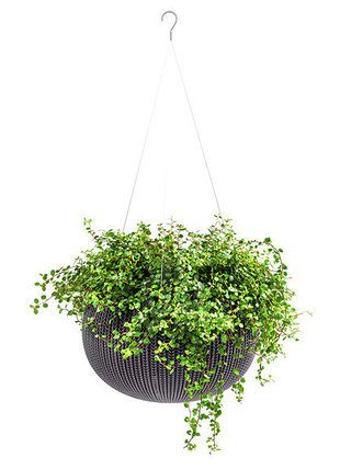 Горшок пластиковый Keter Cozies M овальный фиолетовый 