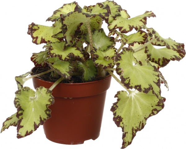 Растение комнатное Бегония рекс 9x12 см