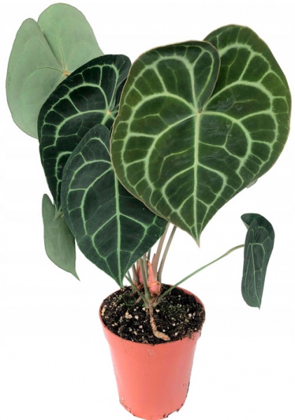 Растение Антуриум clarinervium 12/40