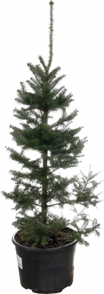 Ель колючая Picea pungens var. Glauca Majestic