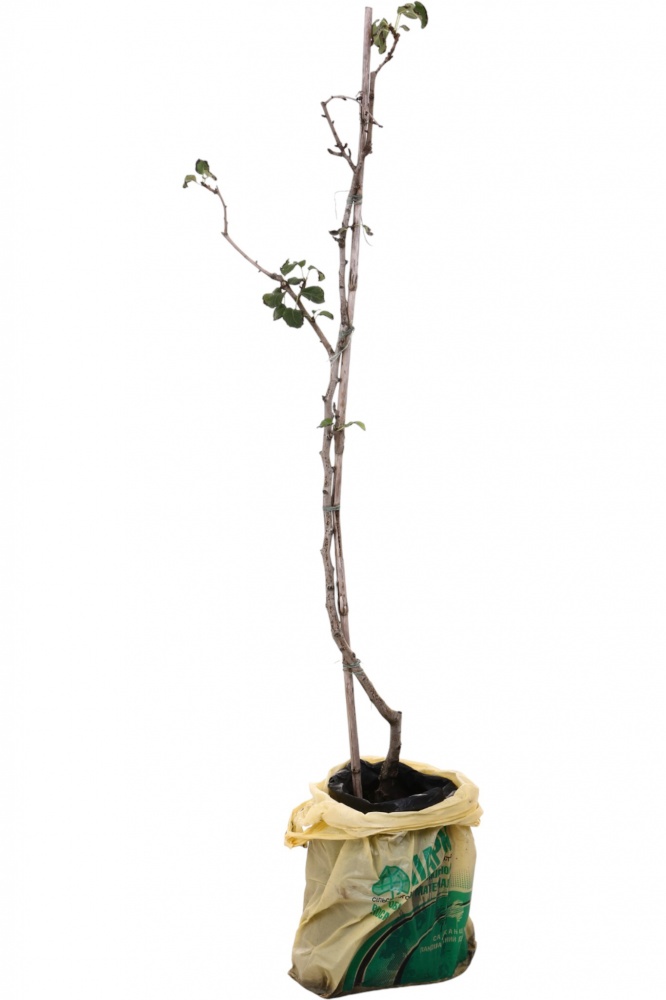 Саджанець Груша в асортименті 3 р (L.15)