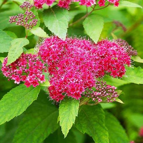 Растение Таволга японская Dart's Red (V21-F21 25-30 C3)