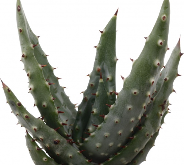 Рослина кімнатна Кактус мікс 5х10 см