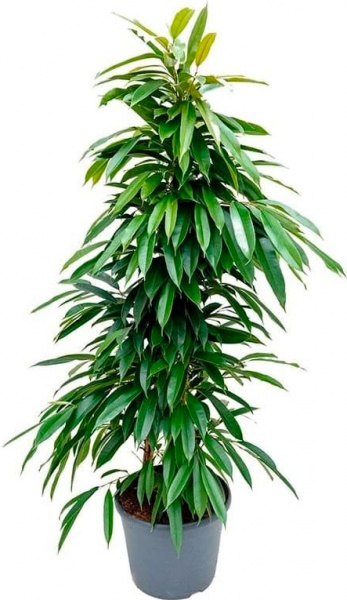 Рослина кімнатна Фікус бінендійка 24x120 Amstel King (кущ)