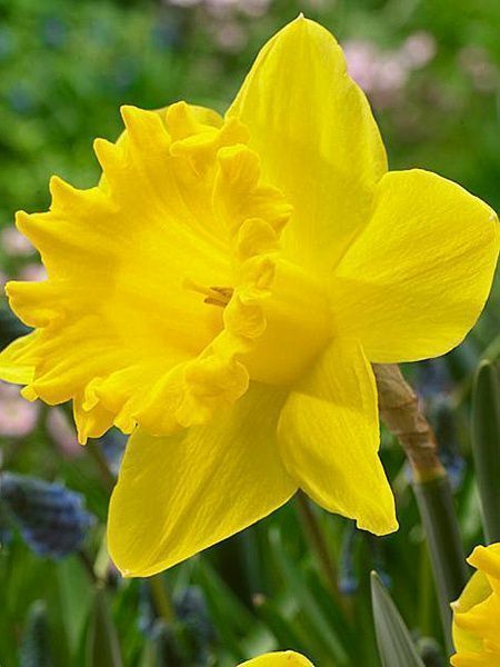 Цибулина TUBERBULB Export B.V. нарциса Стандарт Валью 3 шт. 