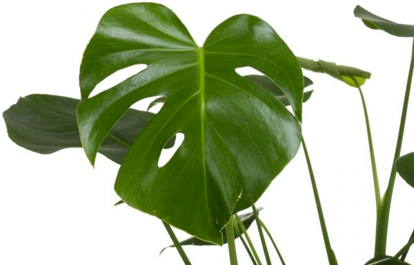 Растение комнатное Монстера d17/h60