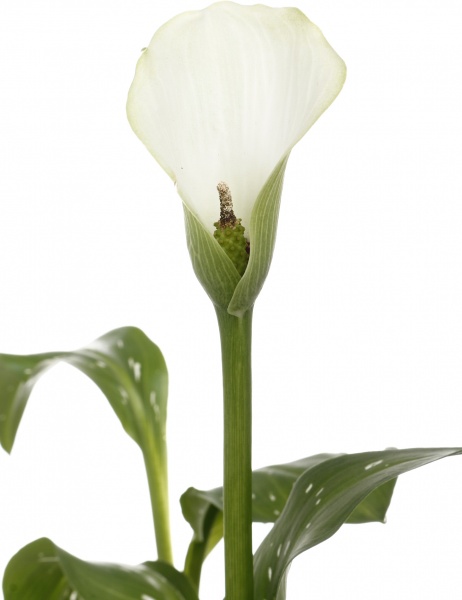 Растение Зантедесхия 14/50 микс