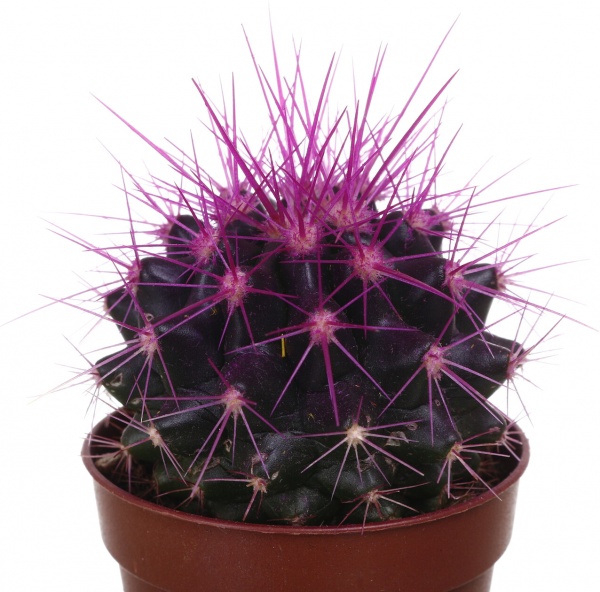 Растение Eхинокактус колор d5,5/h8