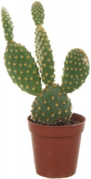 Рослина Кактус мікс 5х10 см