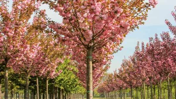 Растение Сакура мелкозубчатая / Prunus serrulata Kanzan, С25 Pa 180-200