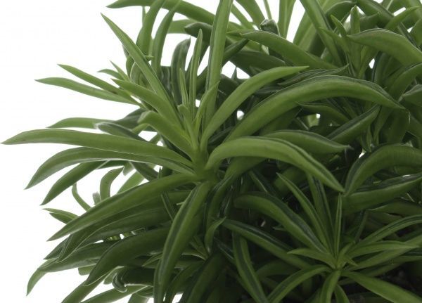 Рослина Пеперомія Peperomia happy bean 12/12-15