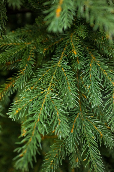 Искусственная елкаЭбби-180 зеленый 