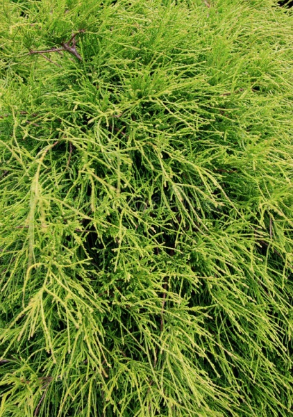 Растение Кипарисовик горохеплодный Филифера Грасилис/Chamaecyparis pisifera Filifera Gracilis С7.5 /Н 40