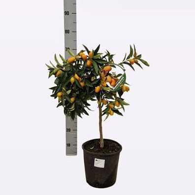 Рослина Цитрус кумкват 21х55-60 на стовбурі з плодами