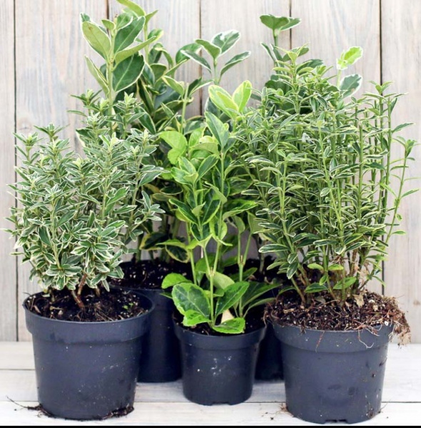 Растение Бересклет микс 12/30