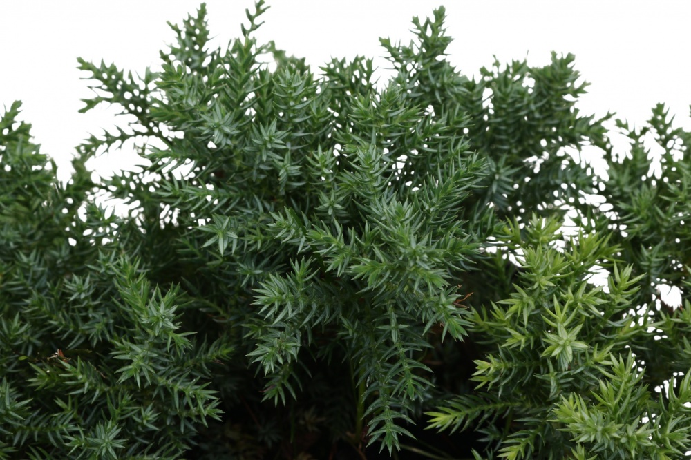 Растение Можжевельник Procumbens nana C3