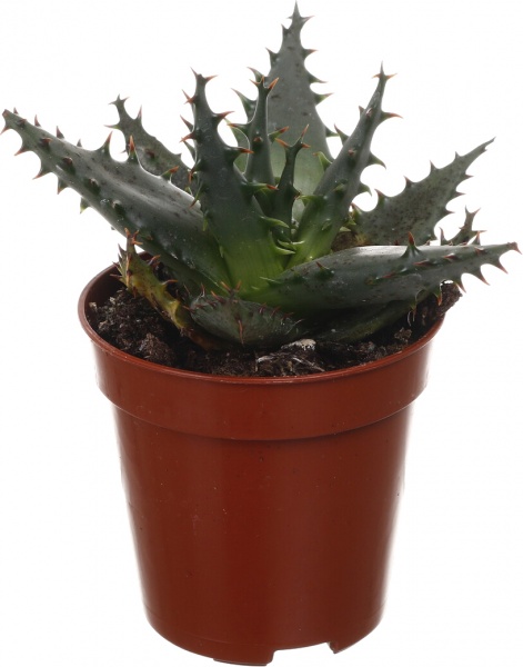 Рослина кімнатна Хавортія мікс 6х10 см