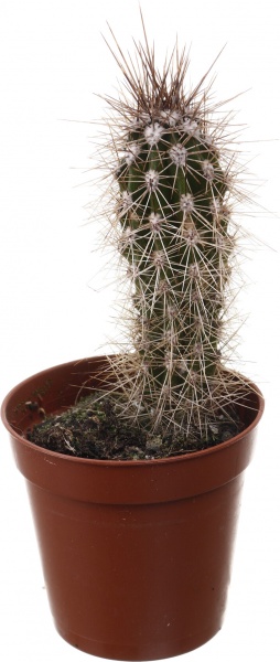 Рослина кімнатна Кактус мікс 5х10 см