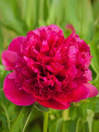 Корневище Heemskerk Vasteplanten B.V. пиона Ф.Коппиус 1 шт. 