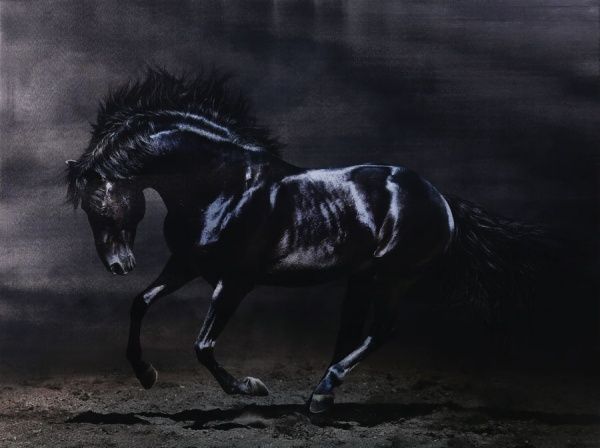 Картина Лошадка 100x75 см Styler EX511 
