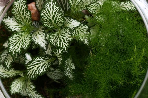 Рослина декоративна Тераріум у пляшці 19/20