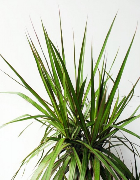 Рослина Драцена Маргіната Карнавал 3 стовбури d21/h120