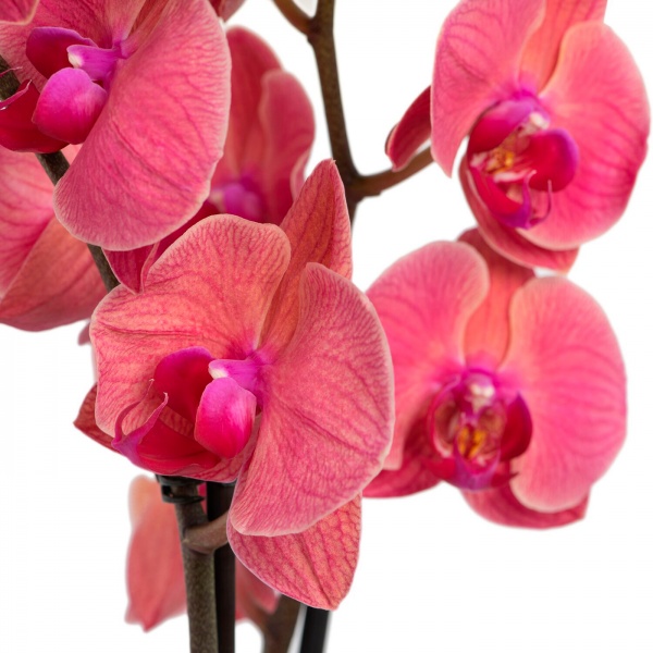 Рослина кімнатна Фаленопсис 2-4 гілки 12х50+ см