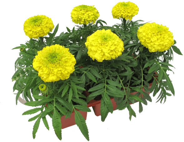 Рослина Тагетес d9