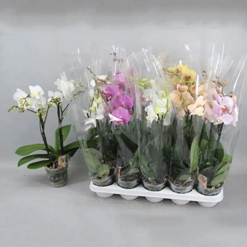 Рослина Фаленопсис (орхідея) 12х60 2 стовбури мікс (Anthura BV)