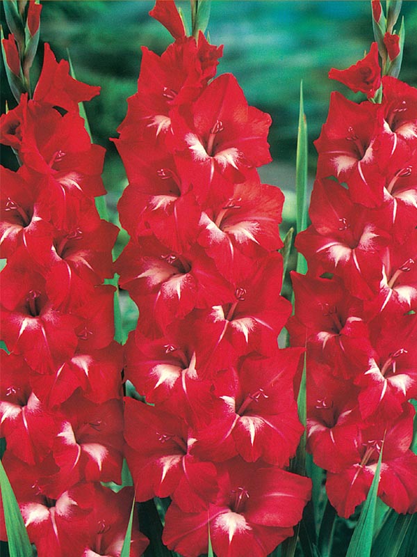 Цибулина Гладіолус Traderhorn 3 шт. Яскрава