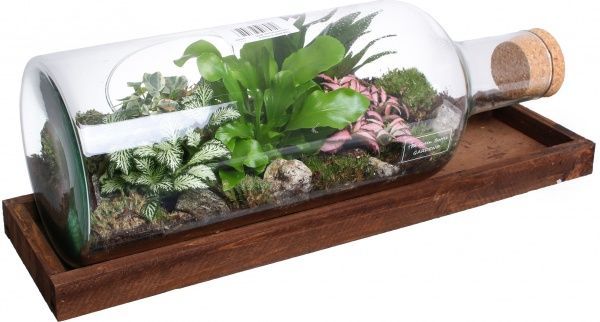 Террариум в бутылке горизонтальной 48х20 см
