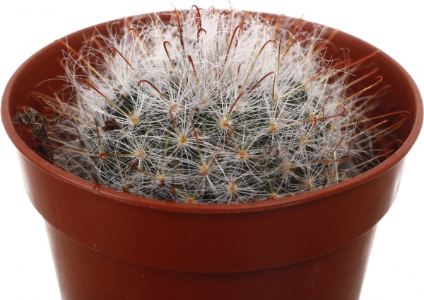 Рослина кімнатна Кактус мікс 5х10 см