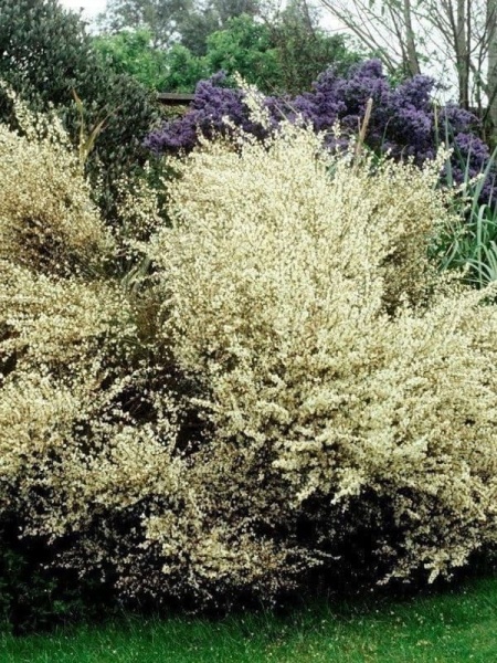 Рослина Рокитник ранній Альбус/ CYTISUS praecox Albus С3 /Н 40-60