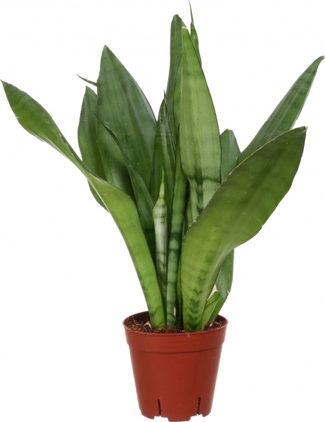 Растение Сансевьера Moonshine 14x50 см