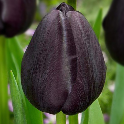 Луковица Тюльпан Триумф Black Bean 3 шт. 