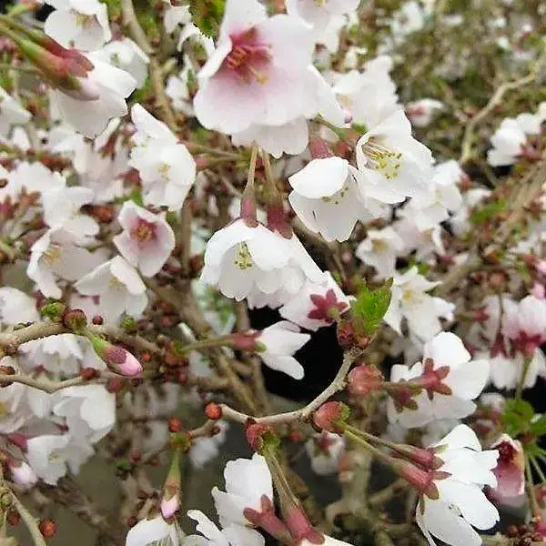 Растение Японская вишня Коджо-но-маи/Prunus incisa Kojou-no-mai'С3
