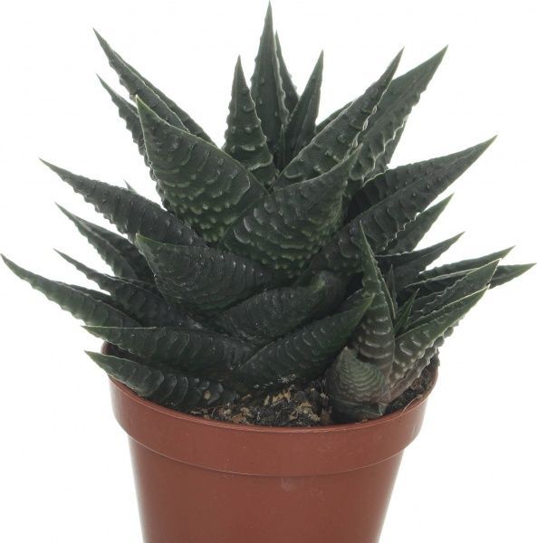 Растение Хавортия 5/15