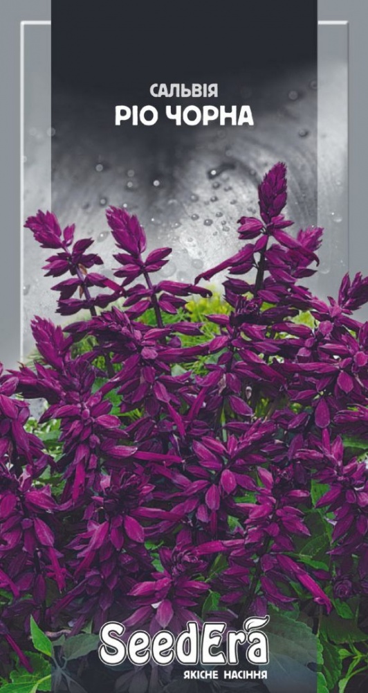 Насіння Seedera сальвія Ріо чорна 0,2 г (4823073705902)