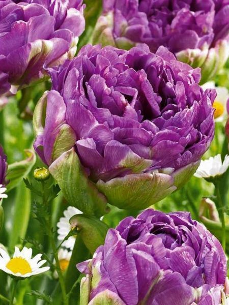 Цибулина TUBERBULB Export B.V. тюльпана повного пізнього Ексвісіт 3 шт. 