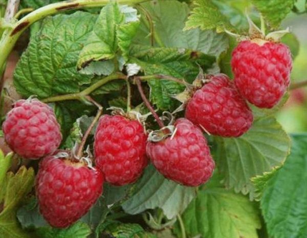 Саженец Брусвяна Малина ремонтантная крупноплодная