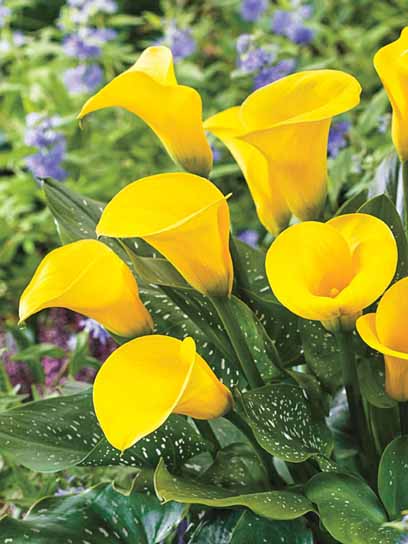 Клубень TUBERBULB Export B.V. кали Голд Медал 1 шт. 