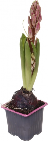 Рослина кімнатна Гіацинт мікс d7