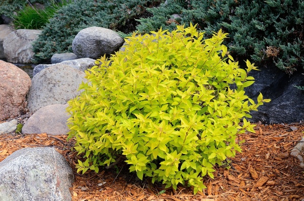 Рослина Спірея/ Spiraea japonica Goldmound С2, D 10-15