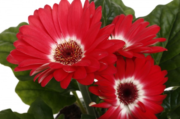 Растение комнатное Гербера микс 12/25