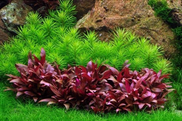 Растение аквариумное Лотос Альтернантера рейнека Пурпурная (Alternanthera Reinecki Purple in vitro)