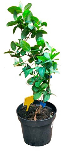 Саженец Жимолость Стандарт