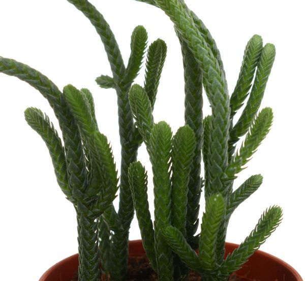 Растение Крассула сортовая 6х15 см