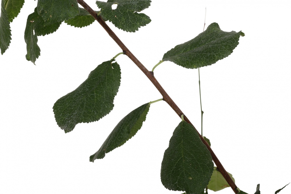 Саженец сливы 1р (C7)