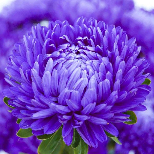 Семена Професійне насіння астра Леди Корал синяя 20 шт. (4820176692962)